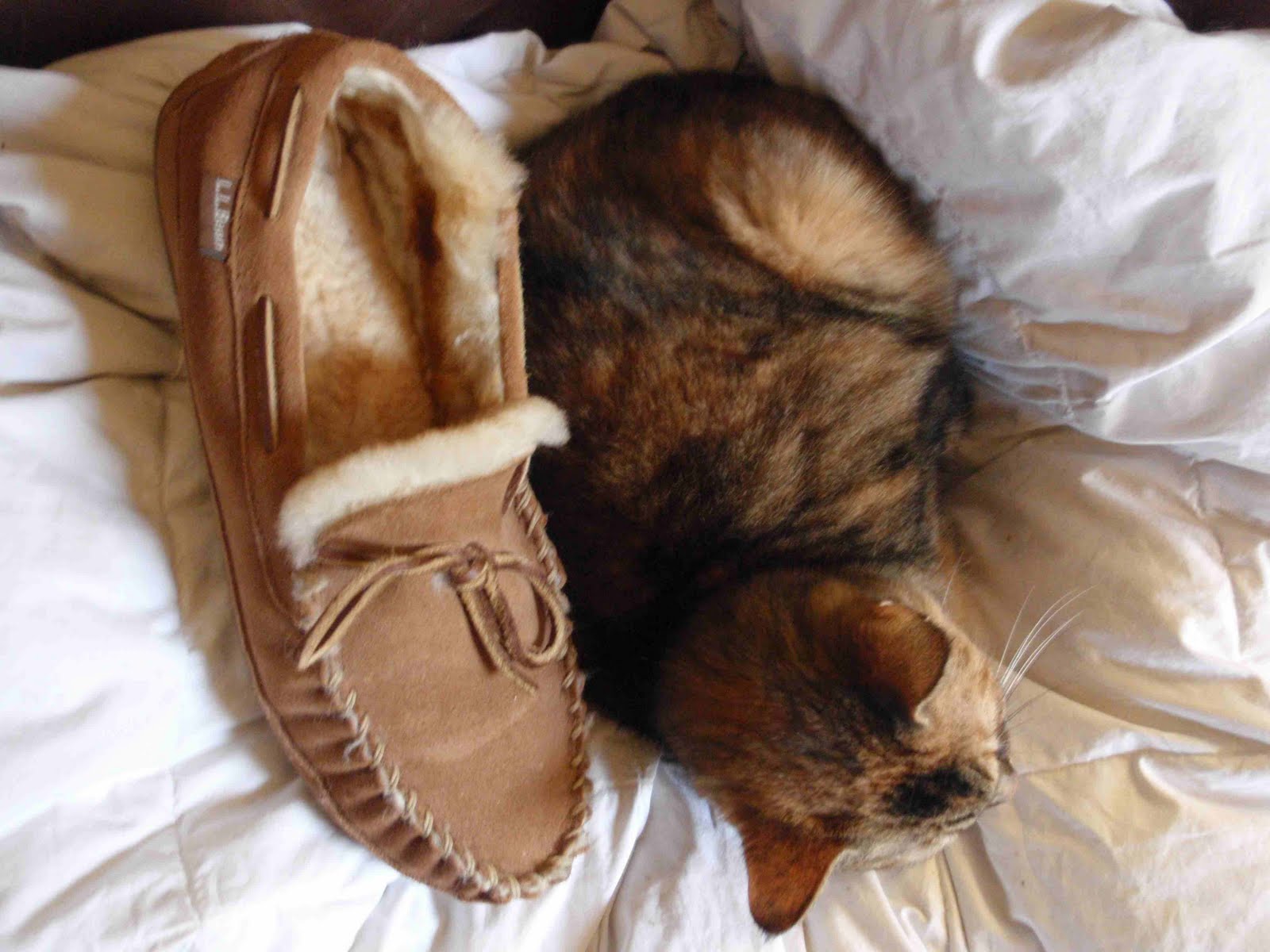 theevildrsin: LL Bean Wicked Good Moccasins: theevildrsin approved