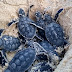 FPMC continúa con el programa de protección de la tortuga marina