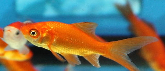 Ikan Mas Koki Common Ciri-Ciri dan Klasifikasinya