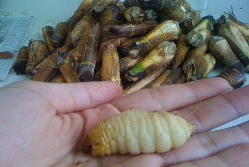 Tổng hợp 8 món ngon từ đuông dừa - BachhoaXANH.com