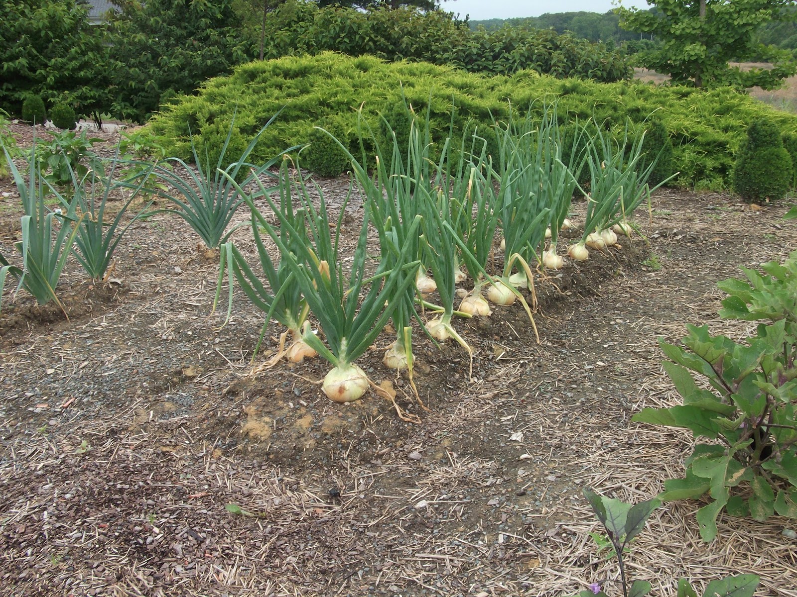 Cool Season Edibles 2 Onions Strange s Florists Greenhouses And 