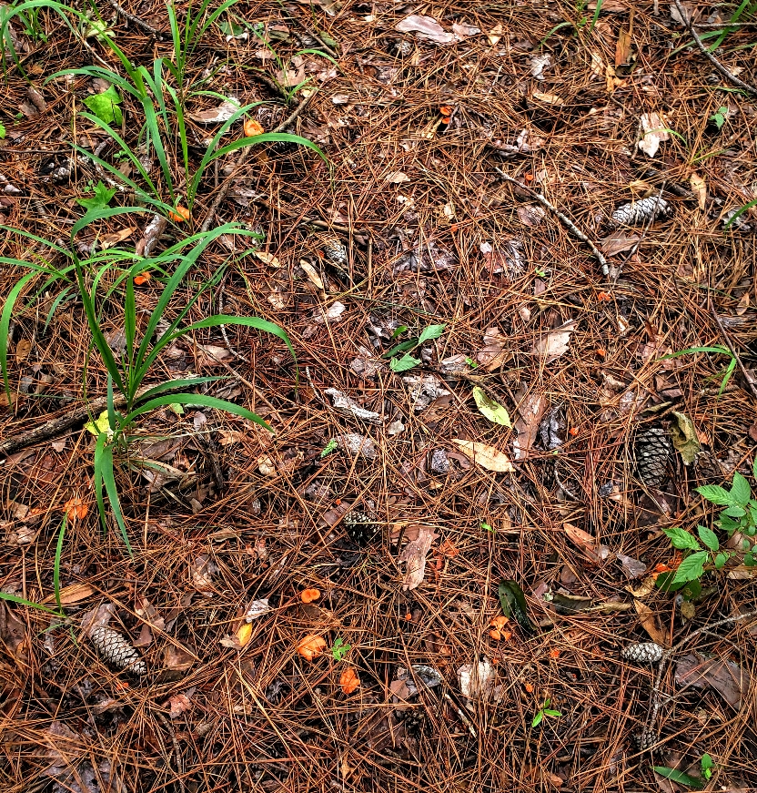 The Foraged Foodie How to identify cinnabar chanterelles edible