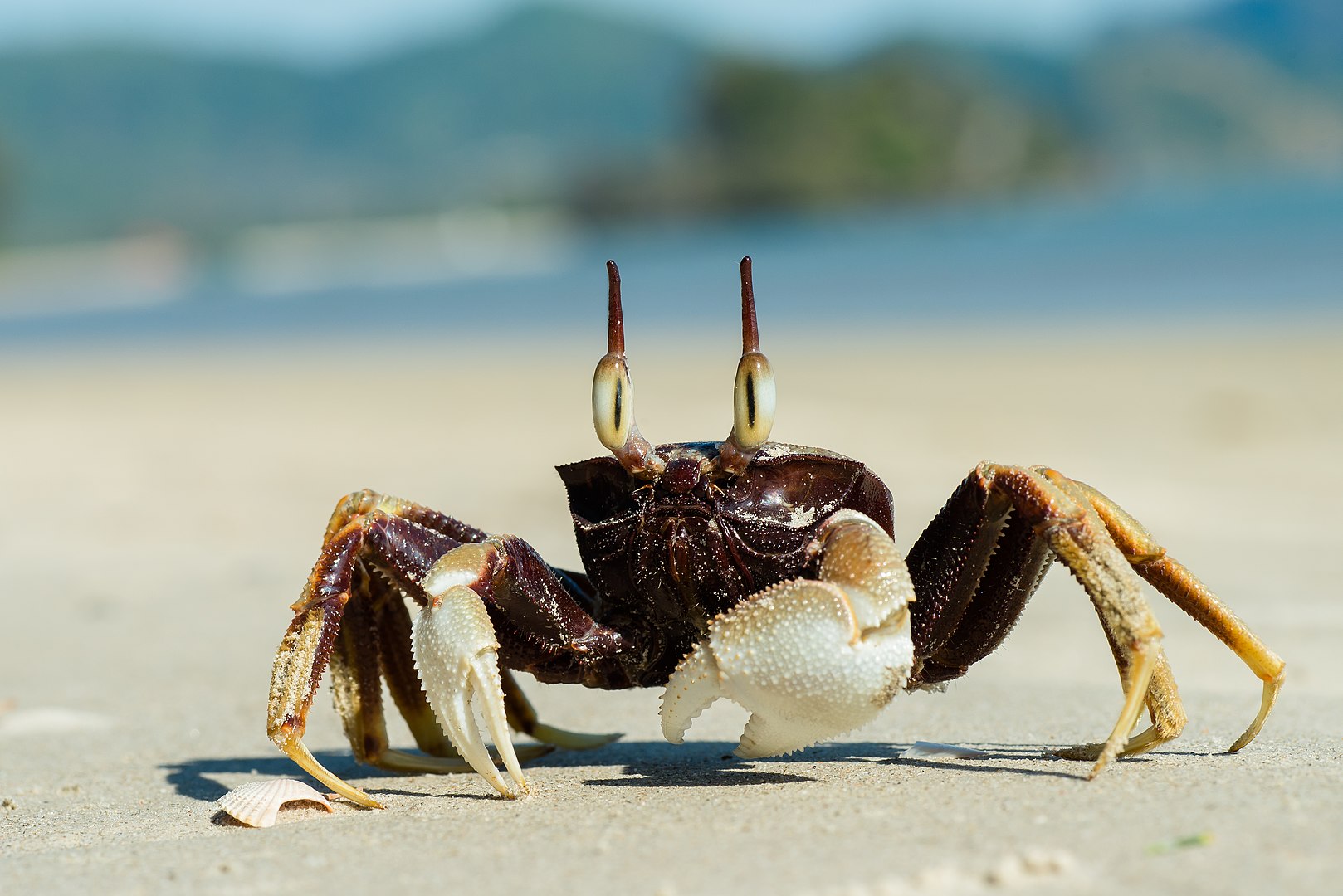 Why are they called Ghost crabs? How big do they get?