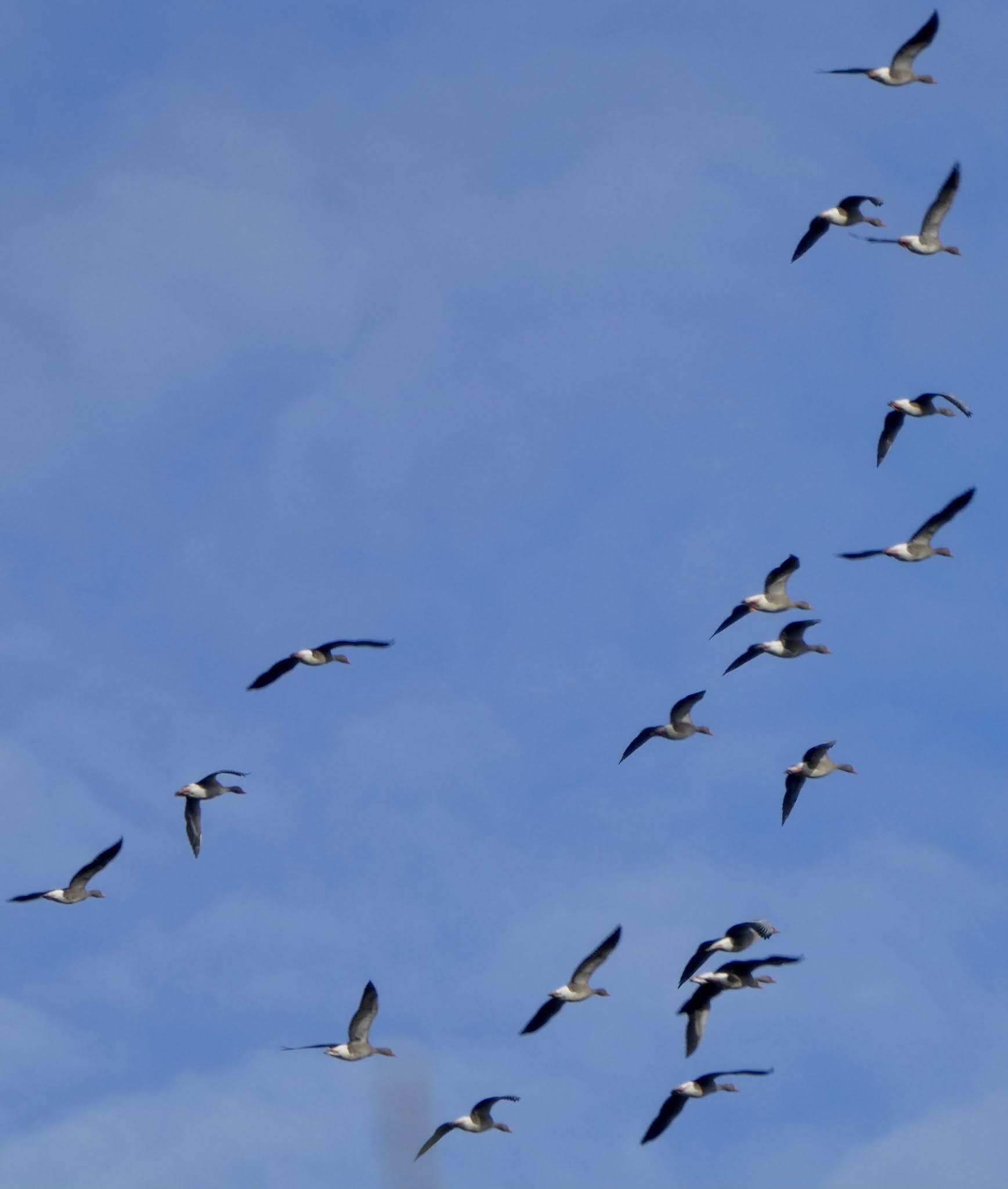 wandering geese strahan