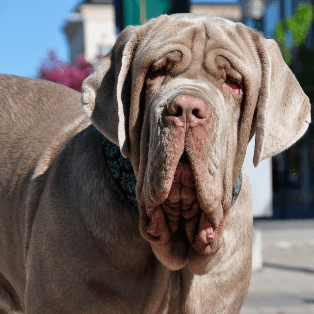 Neapolitan Mastiff Pictures 2025