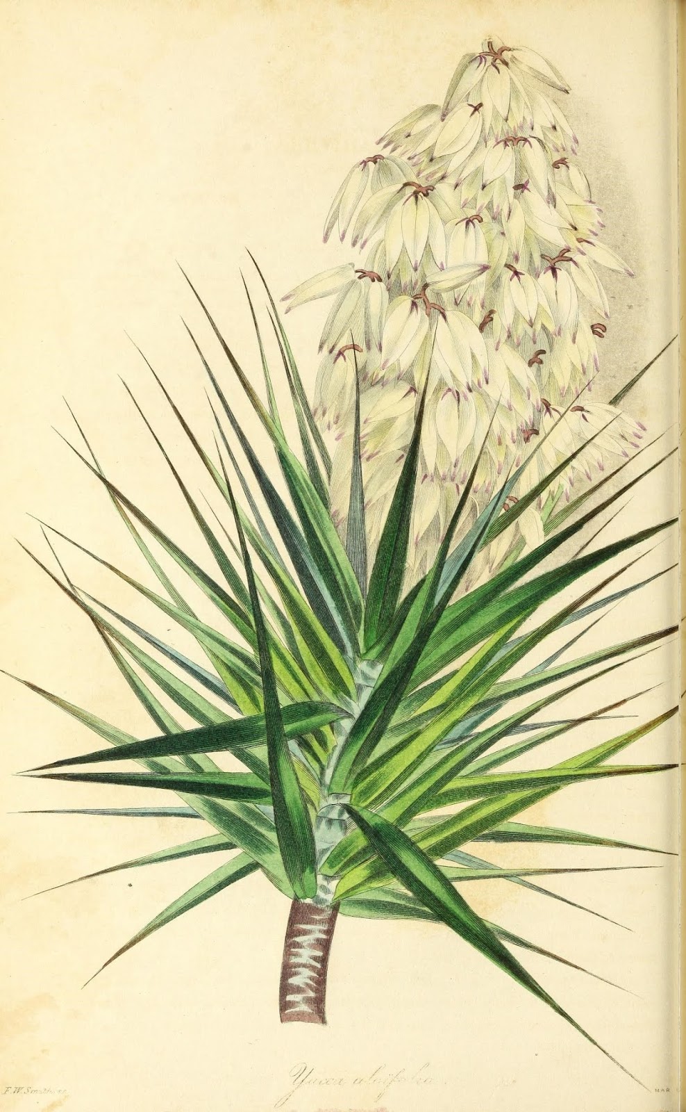 Ботанические иллюстрации Paxton's magazine of botany