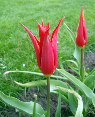 Tulipanes rojo oscuro de pétalos en punta