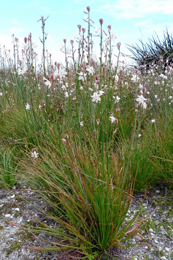 Environmental Biology (BIO105 NonNative Invasive Species