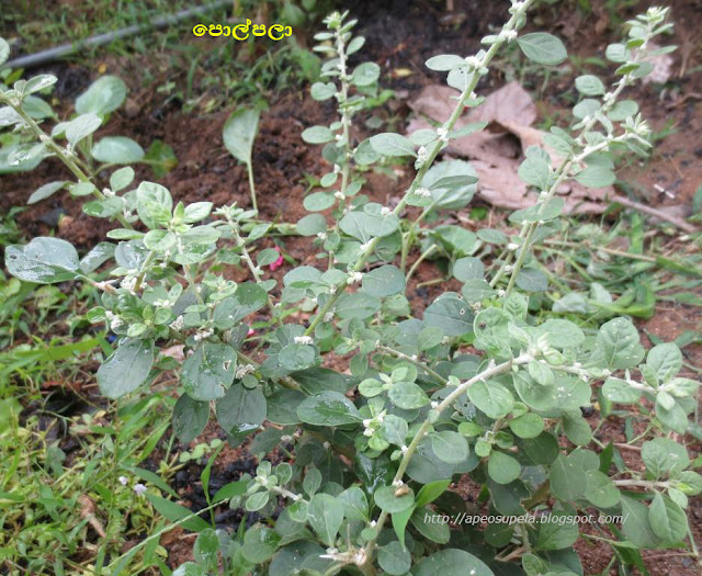 පොල්පලා [Polpala] (Aerva lanata) ~ අපේ ඔසුපැළ Medicinal Plants of Sri Lanka