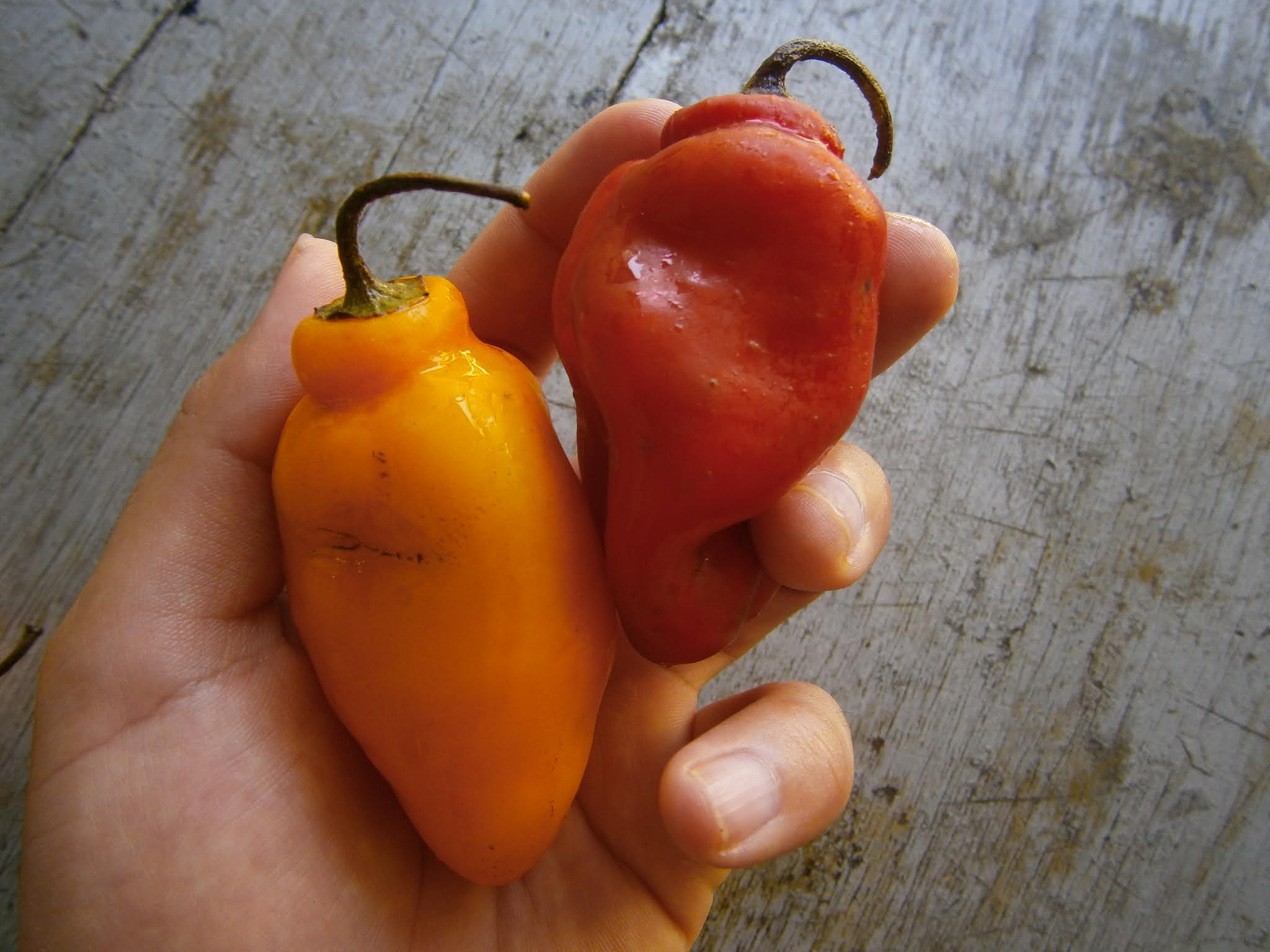 Rocotos fresco de colores sostenido de una mano de un joven