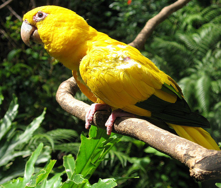Golden Parakeet
