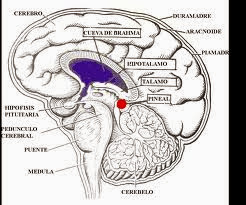 pineal glandula cerebro cerebelo brahma cueva biorresonancia verbo gland julho cuantificada fruto reptiliano dura
