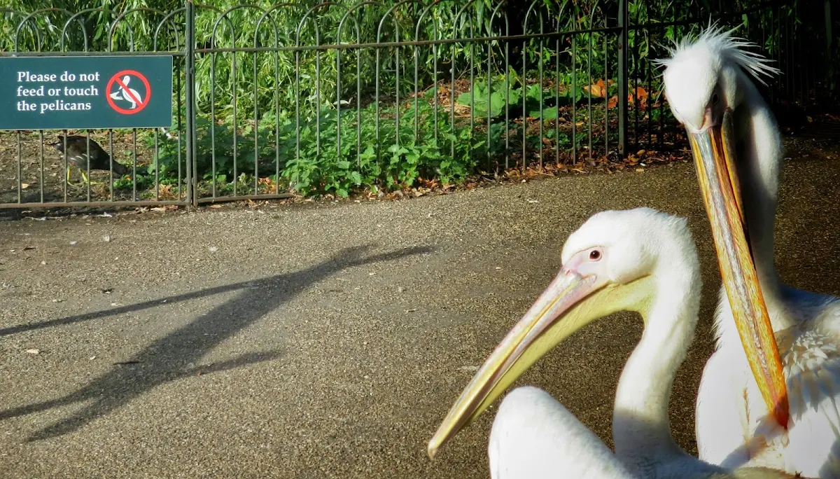 St. James Park Pelicans