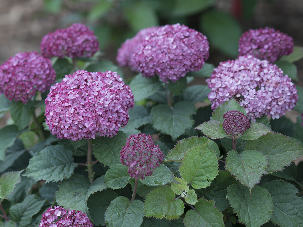 Three Dogs In A Garden The New Dwarf Hydrangeas