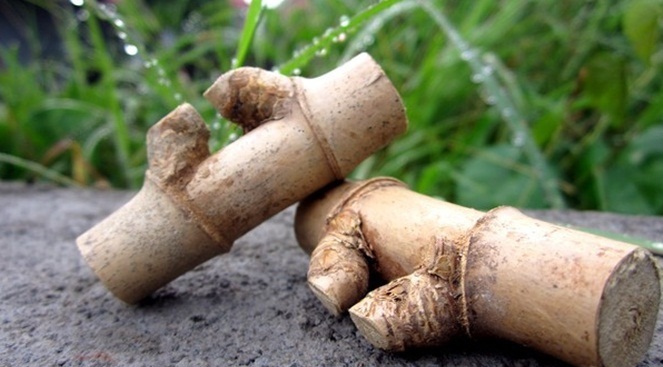 Jenisjenis Bambu Bertuah Beserta Kegunaannya Primbon