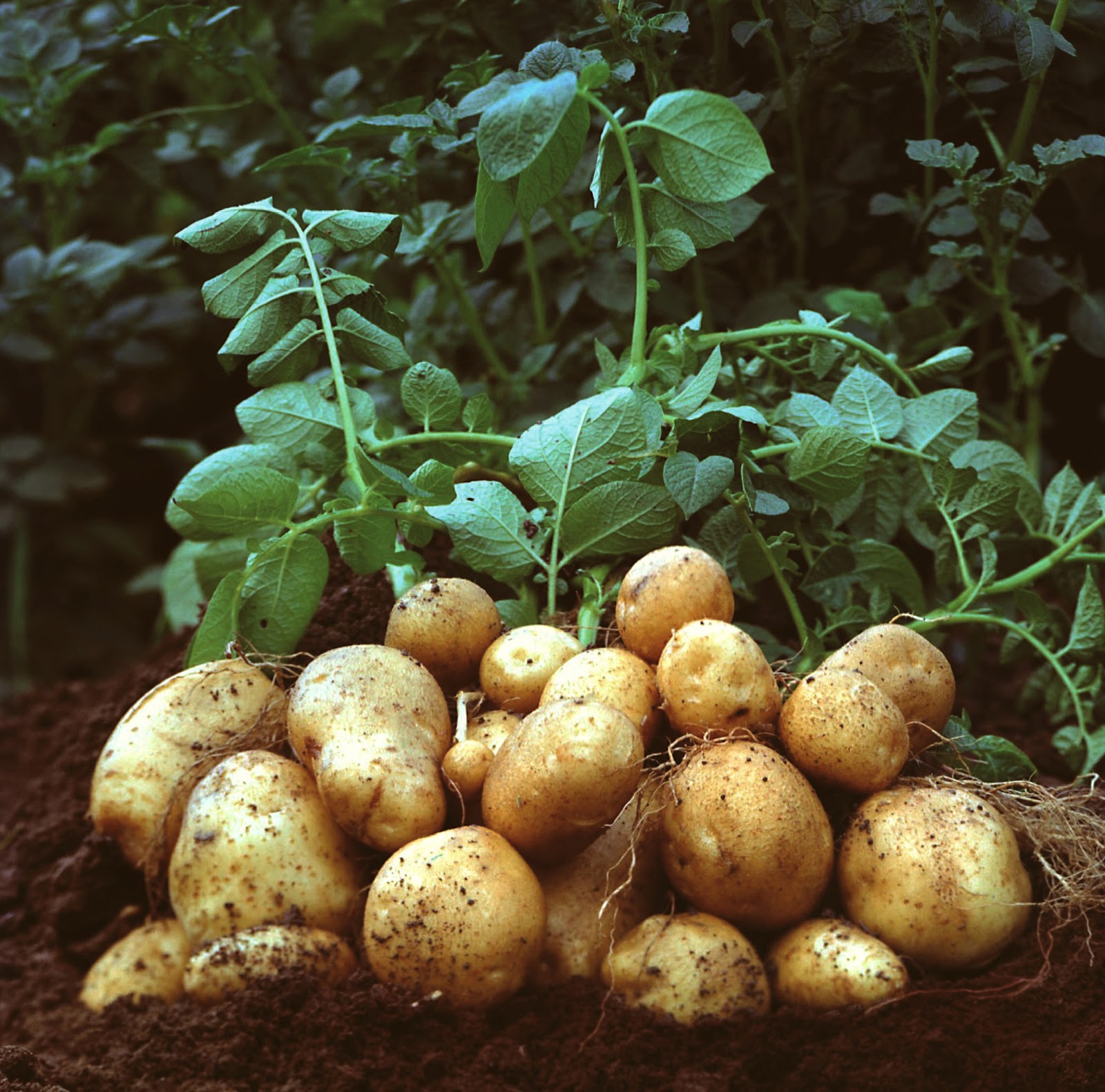 Pictures Of Potatoes Growing 41
