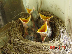 birds bird wild dr help nest babies young injured care its dana lewis robin