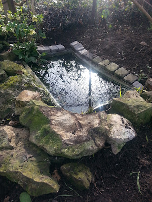 The Wildlife Pond On The Allotment