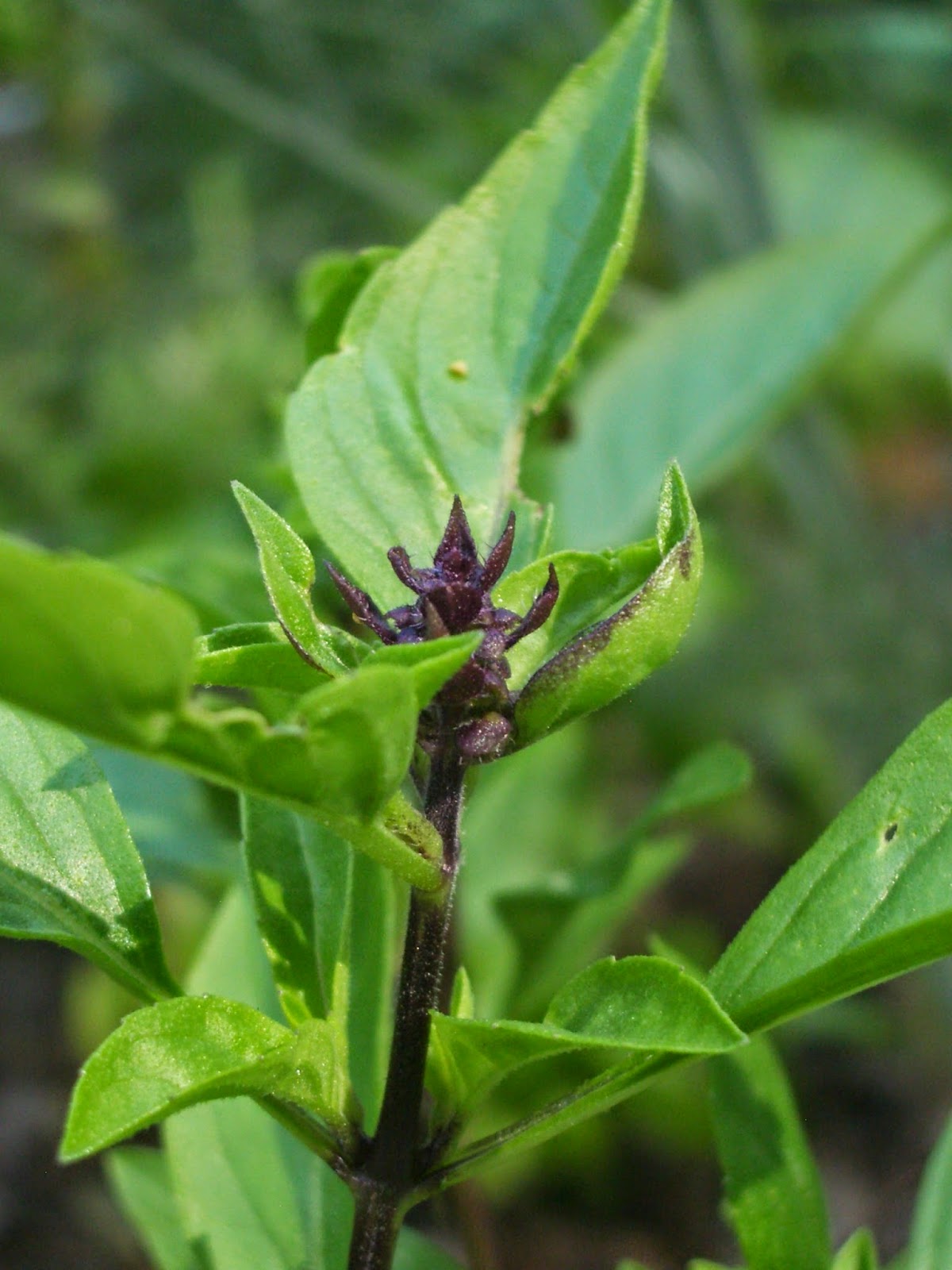 Eat Well: Worldly Basil: Expand Your Ocimum