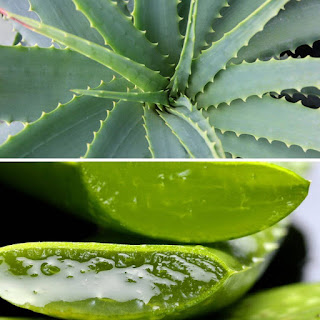 5 Medicinal Benefits of Aloe Vera