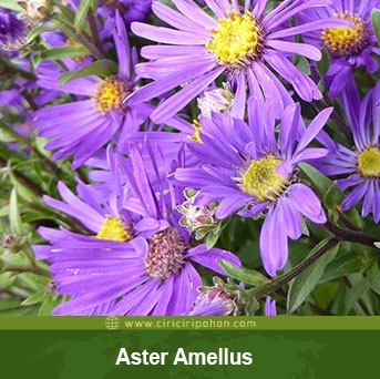 7 Cara Budidaya Bunga Aster Dalam Pot Dengan Mudah Mawar Eddy