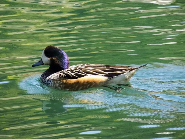 Birds of Patagonia: chiloe wigeon near Bariloche Argentina