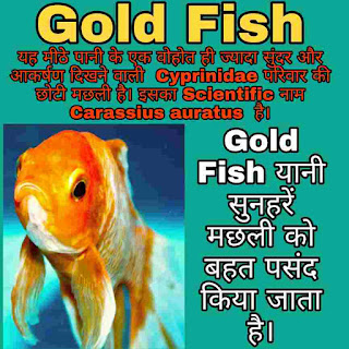 Gold Fish Scientific Name,  Gold Fish Food , Recipe, Gold Fish Lifetime, Gold Fish Species, Gold Fish Family, Gold Fish Life Span, Size, Gold Fish Breeds,