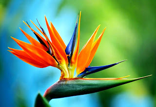 Strelitzia