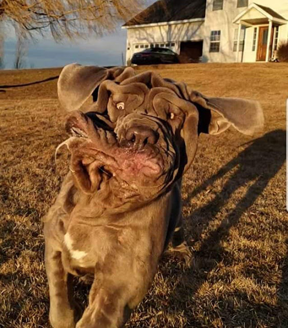 cachorro correndo