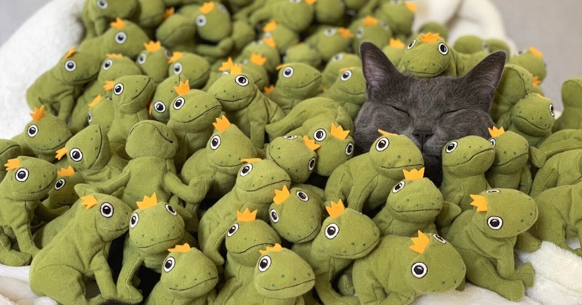 Wednesday Frogs Frog 53