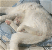 Amazing Cat GIF • Boneless cat sleeping in weird position. Funny CATortionist kitty [ok-cats-site.com]