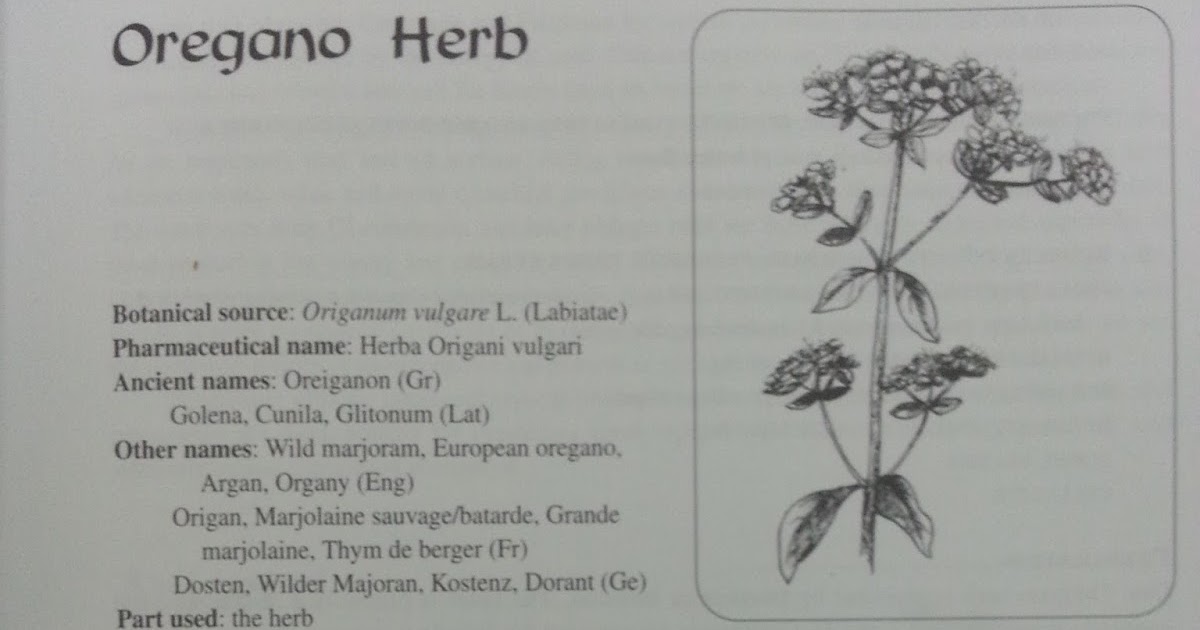 HEALTHABITS Oregano In Chinese Medicine