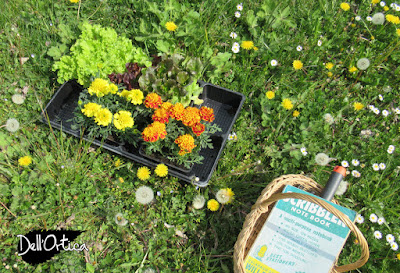 l'orto dell'azienda agricola dell'ortica a Savigno Valsamoggia in Appennino vicino Zocca