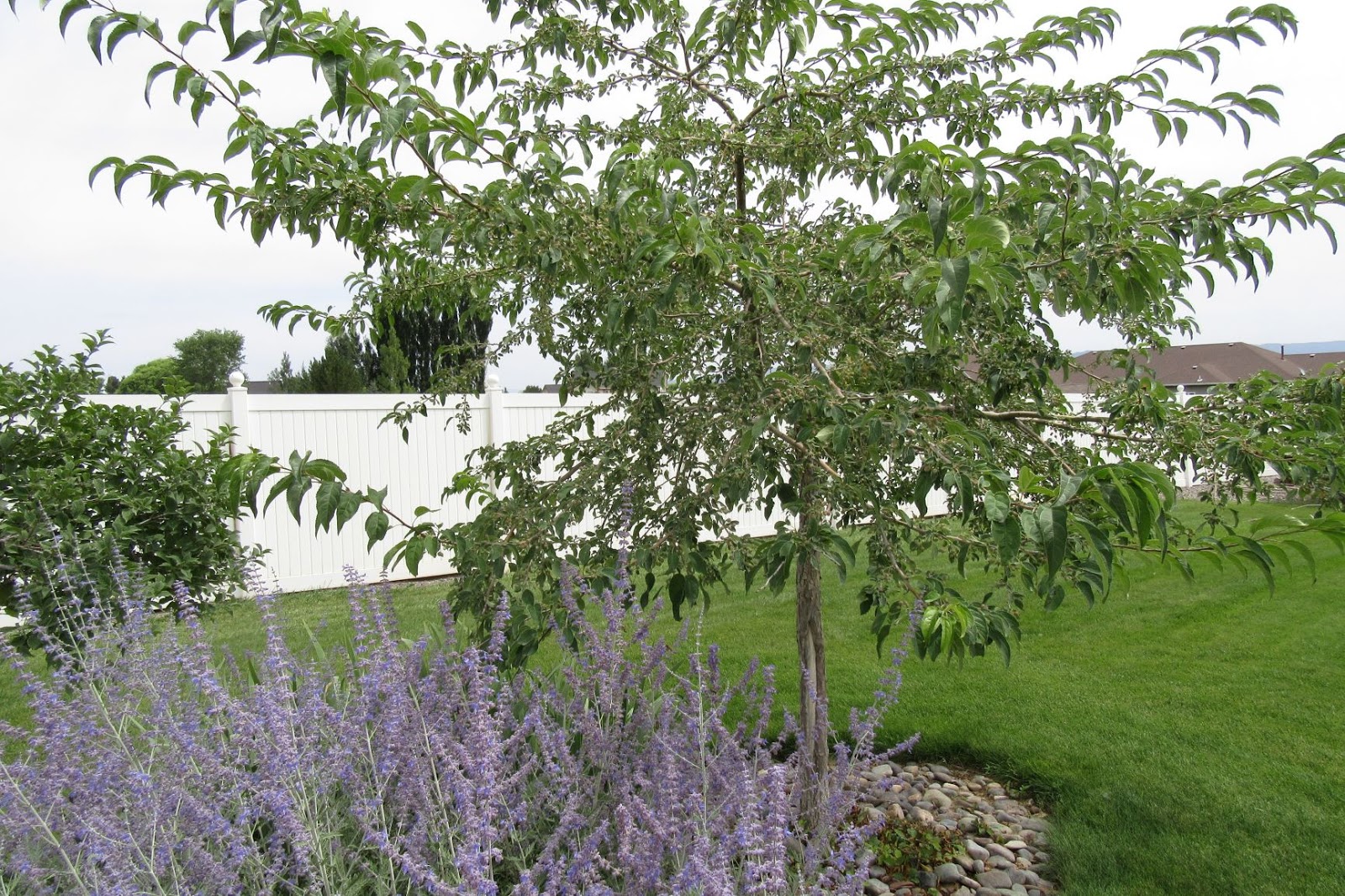 Mother Nature's Montrose Garden Plant of the Month (November