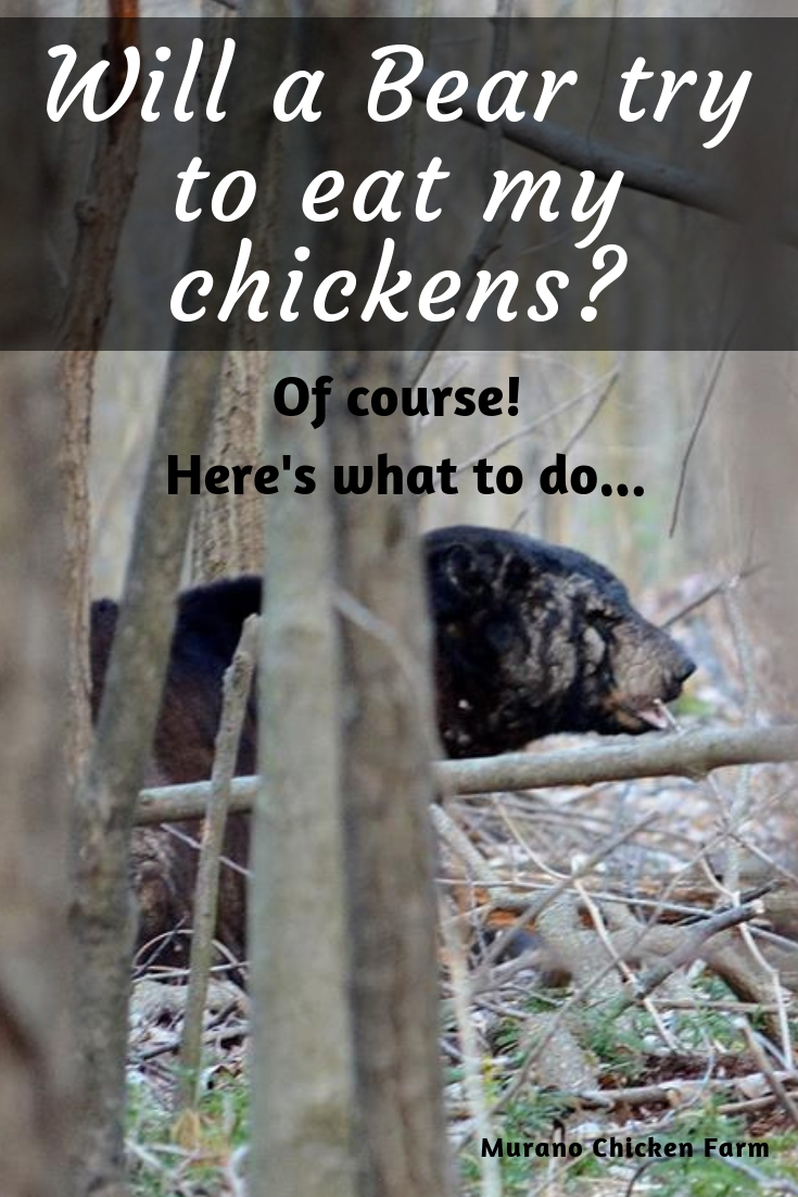 How to keep Bears out of the chicken coop Murano Chicken Farm