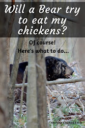 bears keep chicken coop