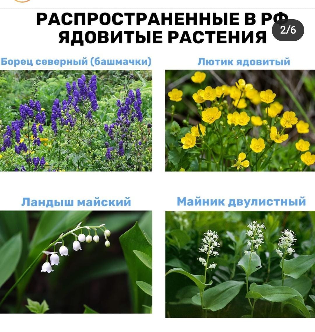 Какие травы ядовиты. Ядовитые растения. Ядовитые растения России. Ядовитые растения в Росси. Лекарственные и ядовитые растения.