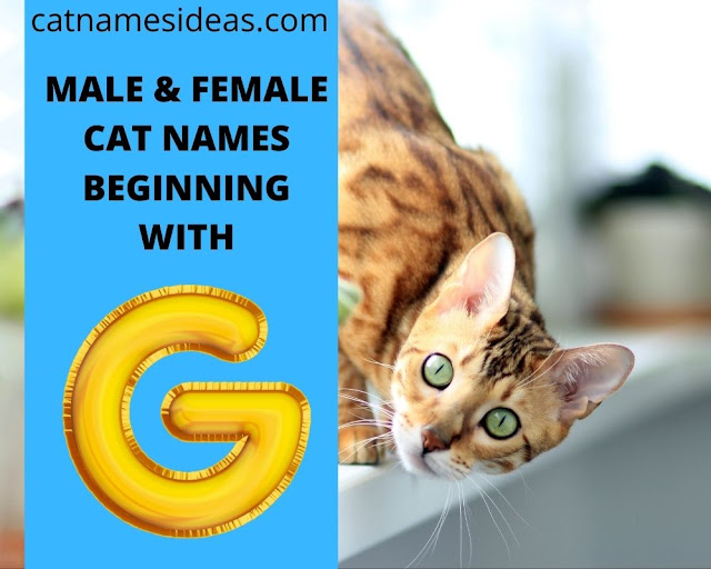 Most Popular Male - Female Cat Names That Start With G