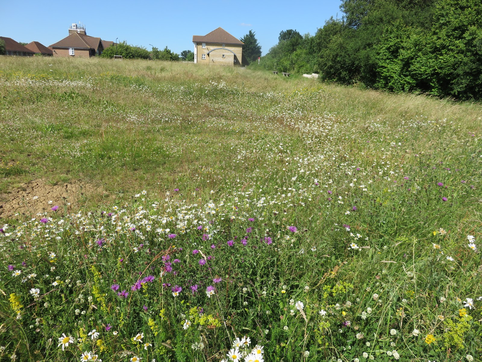 WEMBLEY MATTERS More on the state of Brent's parks & the 'meadows' debate
