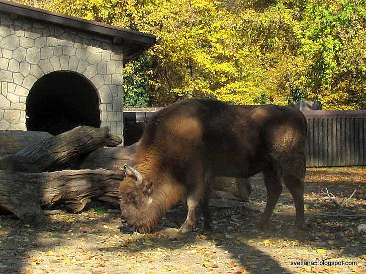 Zoo Zagreb bizon