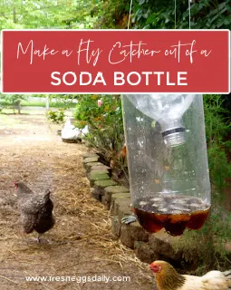 Got Flies Make This Easy DIY Fly Catcher out of a Soda Bottle