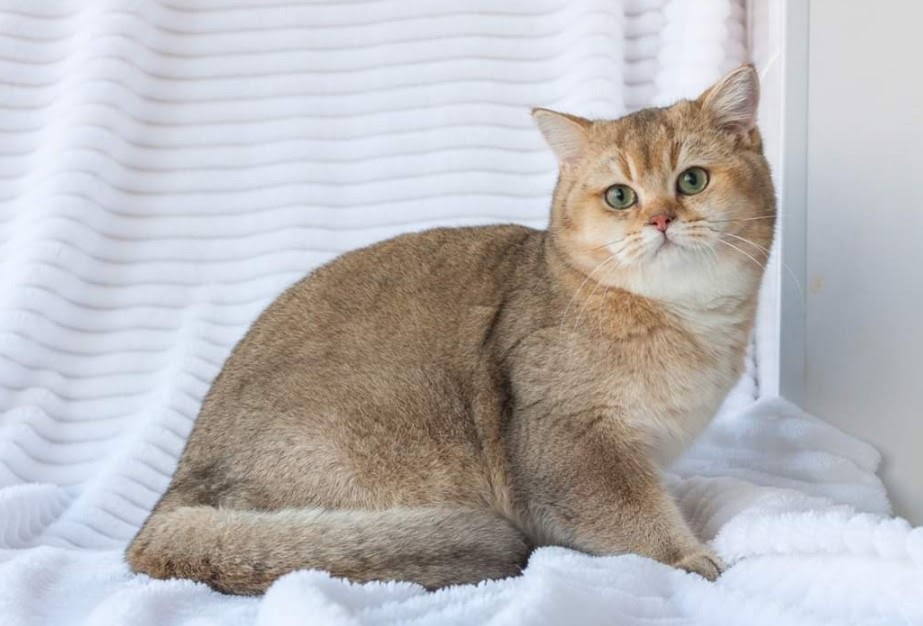 Kucing British Shorthair atau Kucing BSH - Kunucats