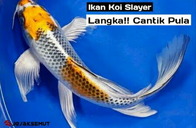 harga ikan koi slayer