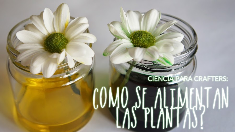 como se alimentan las plantas