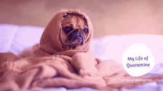 my life of quarantine funny memes gif animated images pug dog