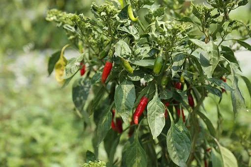 6 Ciri Ciri Pohon Cabai 3 chili plant 4910445 340