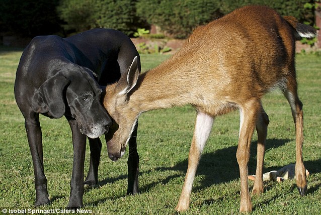 dogsdogsdogsdogsdogs:  if you feel sad look at these pictures it is a dog and a deer