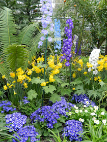 Allan Gardens Conservatory Easter Flower Show 2013 blue white delphiniums blue cineraria yellow daffodils by garden muses: Toronto gardening blog