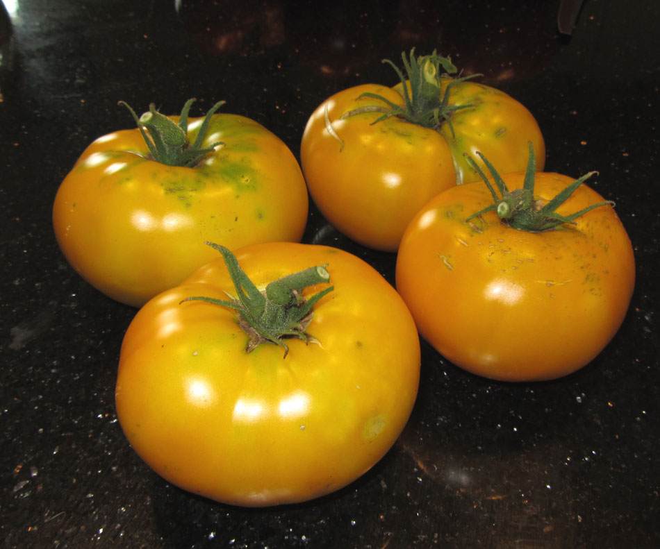 томат азоюшка партнер семена. партнер томат прелесть роузы. партнер томат азоюшка. томат азоюшка. партнер томат азоюшка.