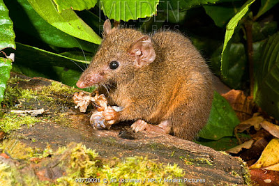 Comadreja herrumbrosa (Antechinus adustus)